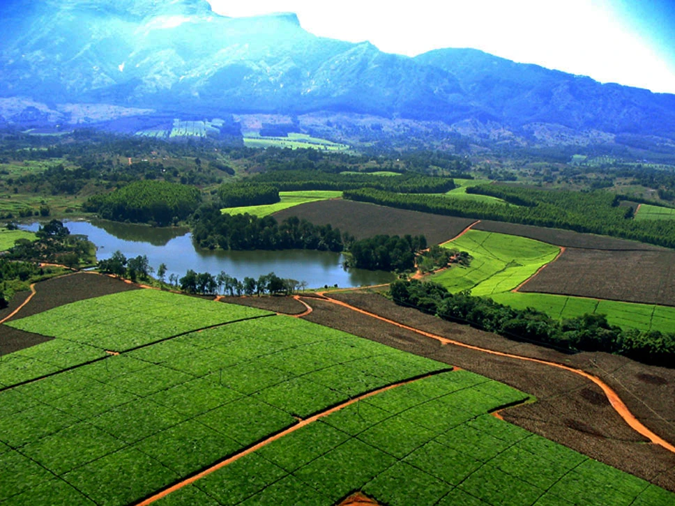 Plantations de thé au Malawi vues d'avion, entre un lac et le pied des montagnes
