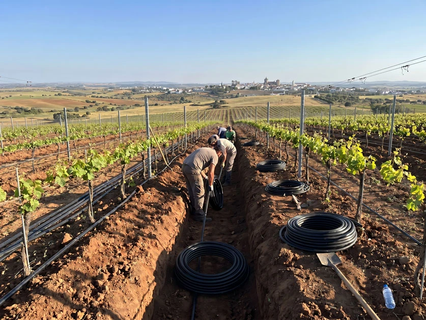 Pose de lignes de goutte-à-goutte en tranchée dans une jeune vigne, couronnes de tube au sol et ville perchée à l'horizon